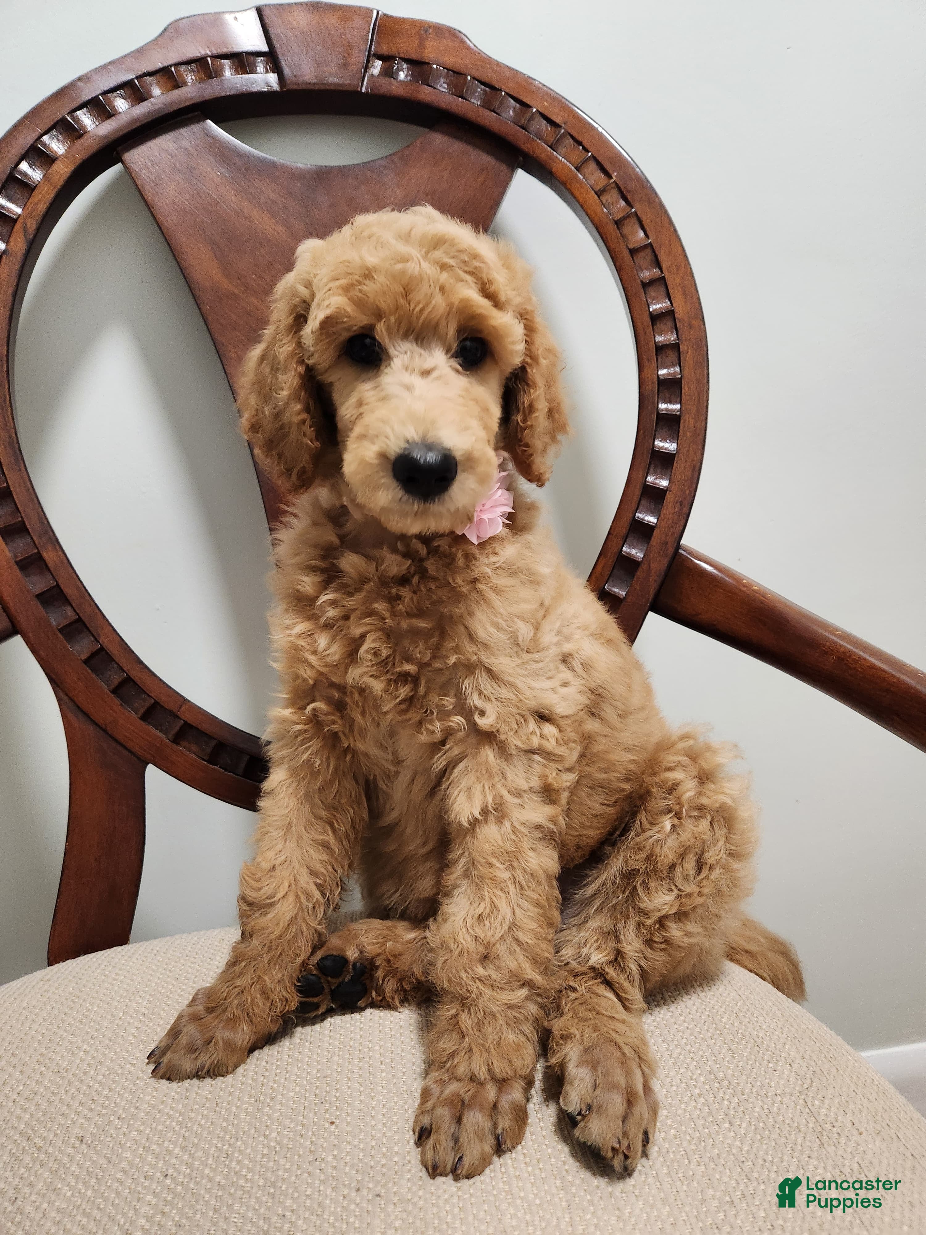 Standard Poodle dogs Baby - Ad 22