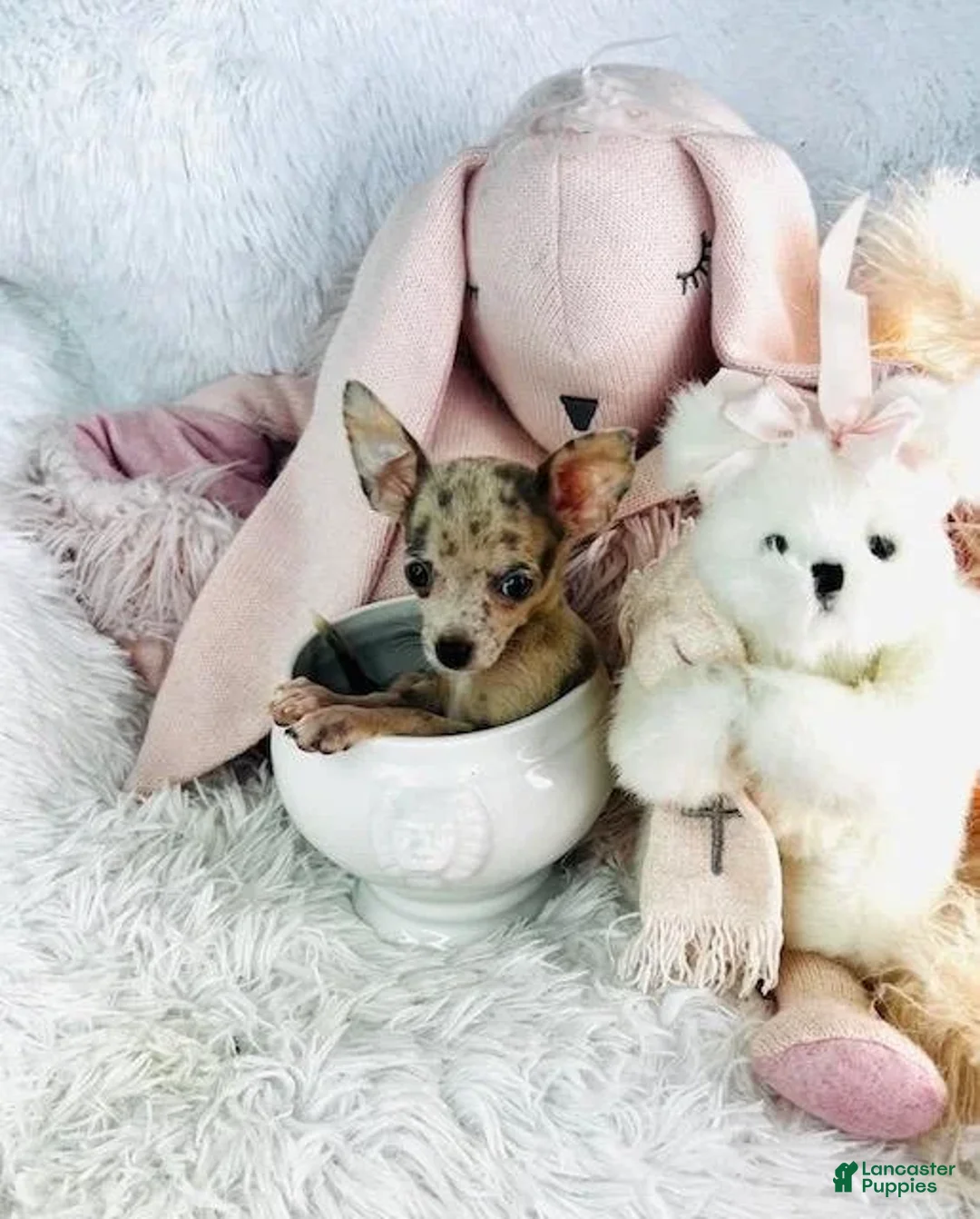 Chihuahua dogs for sale: Clara - Ad 3