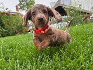 Miniature Dachshund dogs - Ad 13