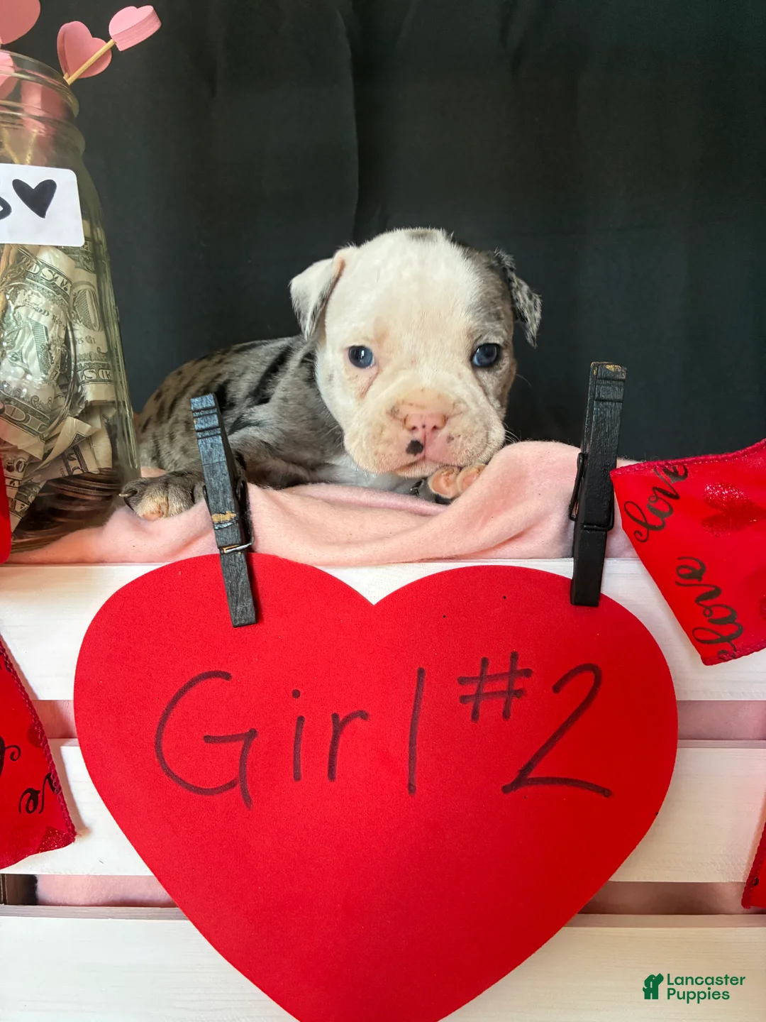 Olde English Bulldogge dogs for sale: Olde English Bulldogge Puppy 8 - Ad 9