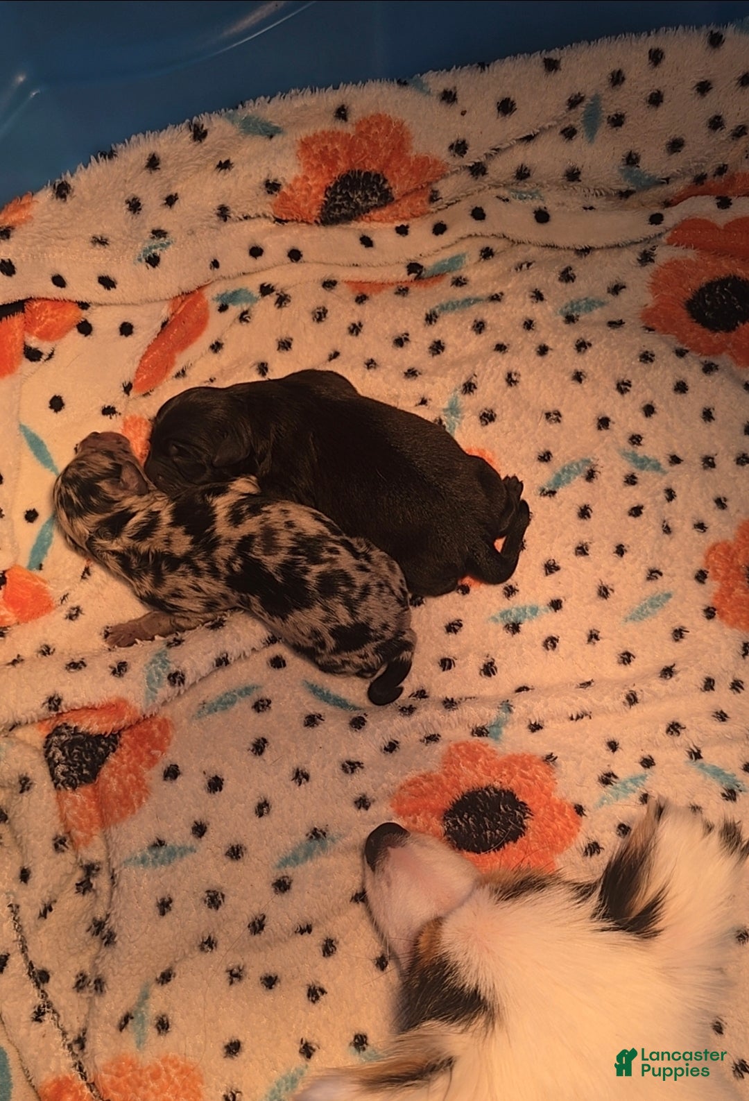 Mixed Breed dogs for sale: Merle - Ad 11