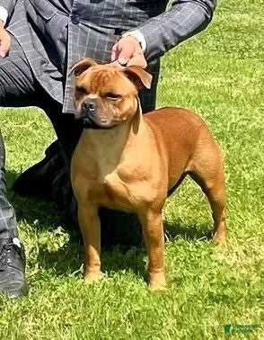 Staffordshire Bull Terrier dogs Staffordshire Bull Terrier 1 - Ad 2