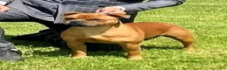 Staffordshire Bull Terrier dogs for sale: Staffordshire Bull Terrier 1 - Ad 2