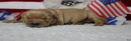 Golden Retriever dogs for sale: Bagel  - Ad 11