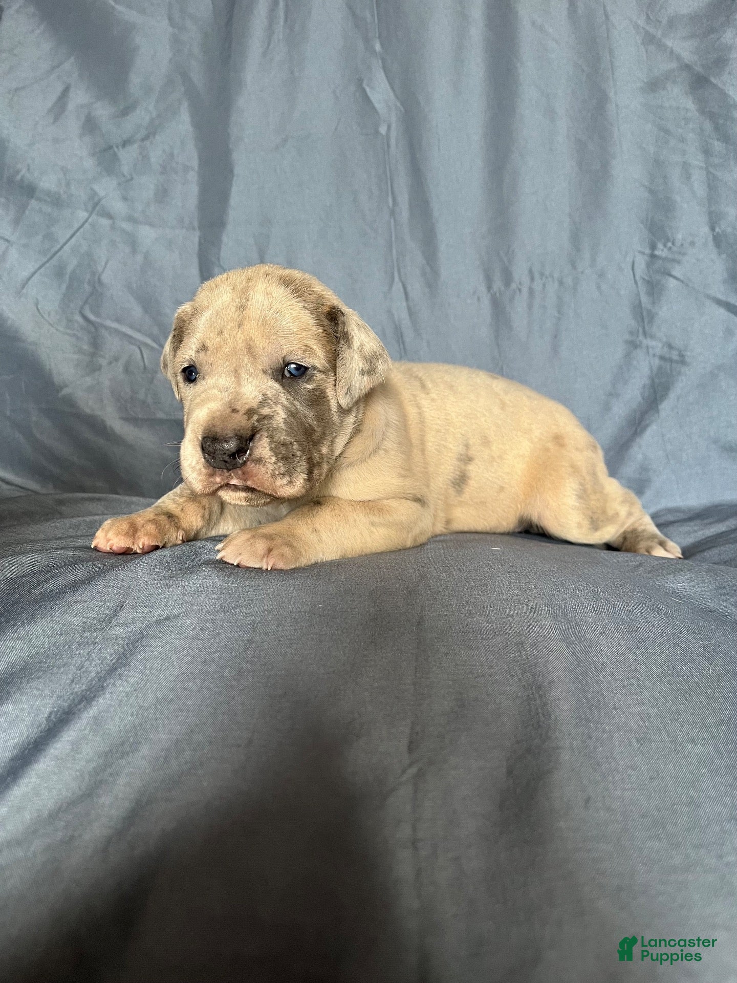 Great Dane dogs Great Dane 2 - Ad 22