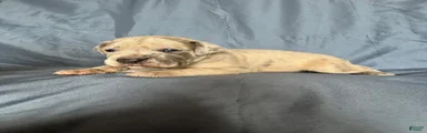 Great Dane 2