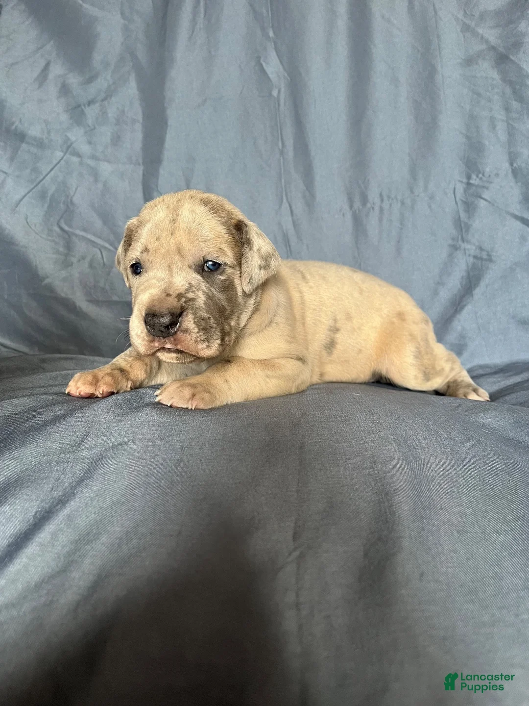 Great Dane dogs for sale: Great Dane 2 - Ad 1