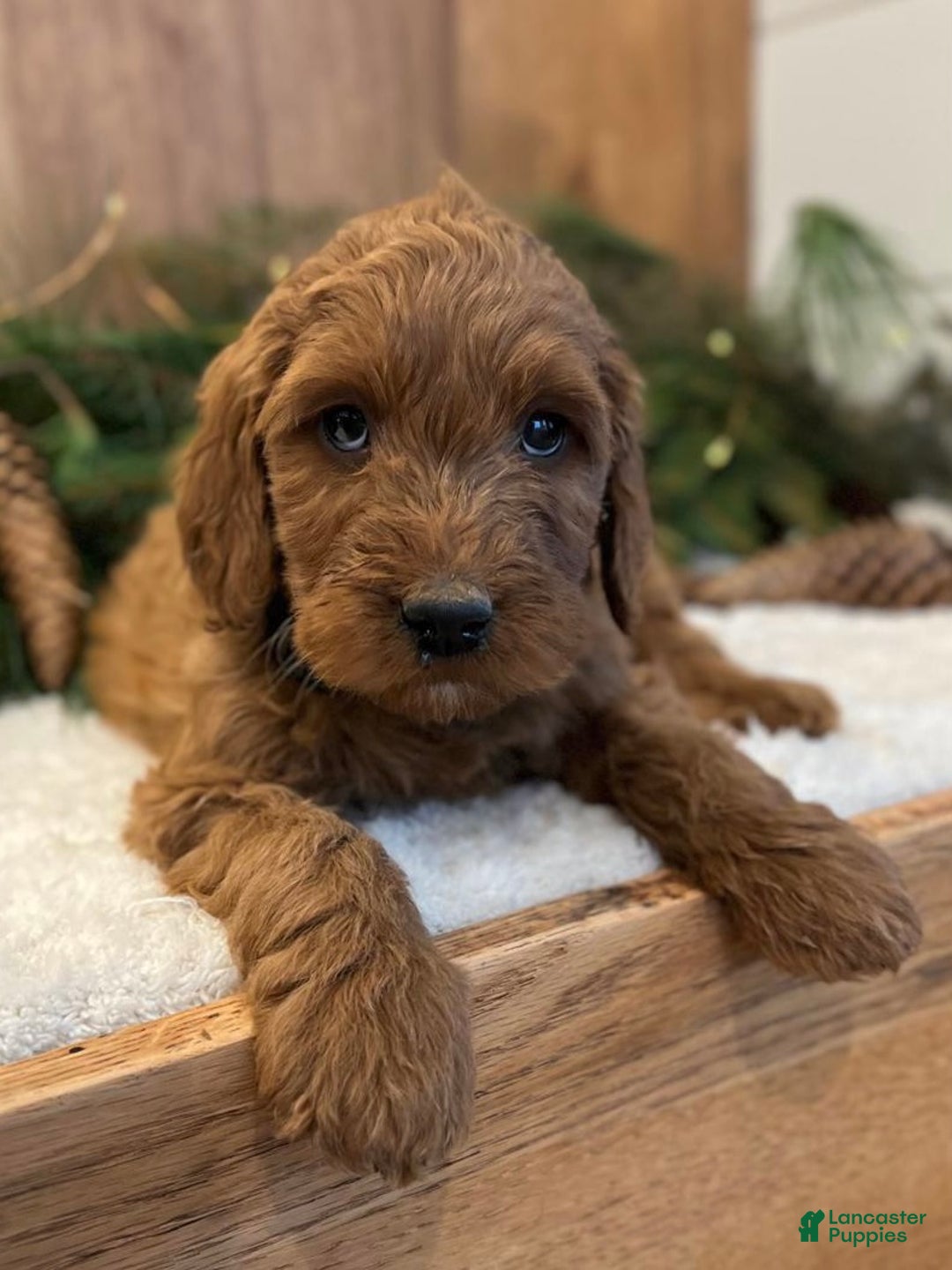 Irish Doodle dogs for sale: Frederick - Ad 7
