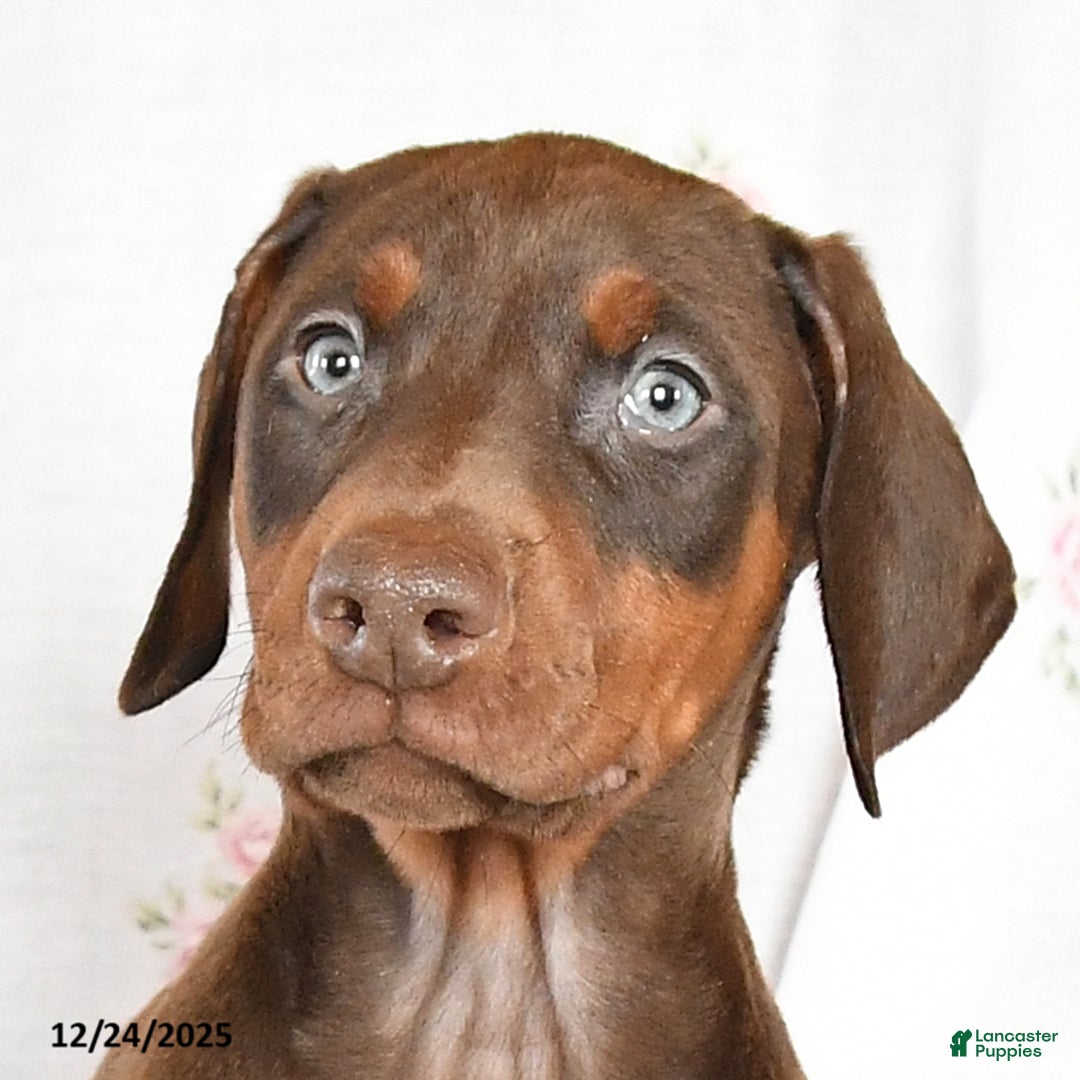 Doberman Pinscher dogs for sale: Sally - Ad 3