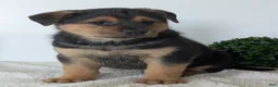 Mixed Breed dogs for sale: Harley - Ad 5