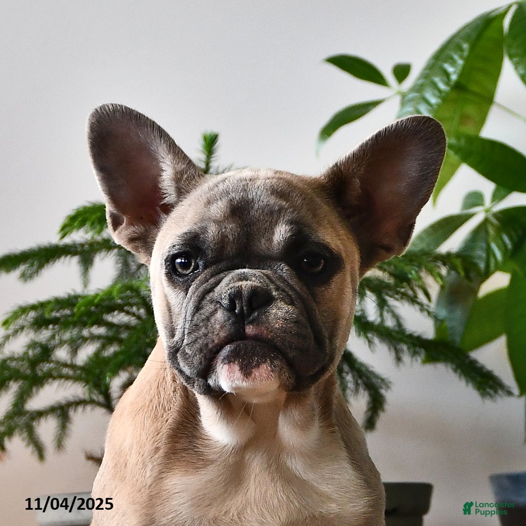 French Bulldog dogs for sale: Tia - Ad 5