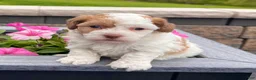 Havanese dogs for sale: Lucy - Ad 2