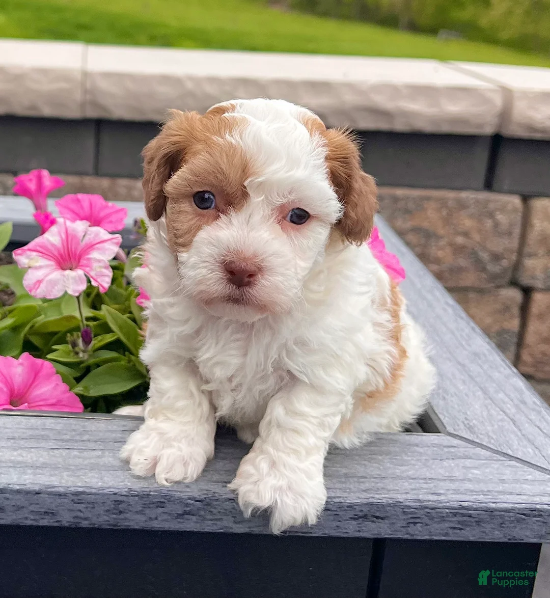 Havanese dogs for sale: Lucy - Ad 2