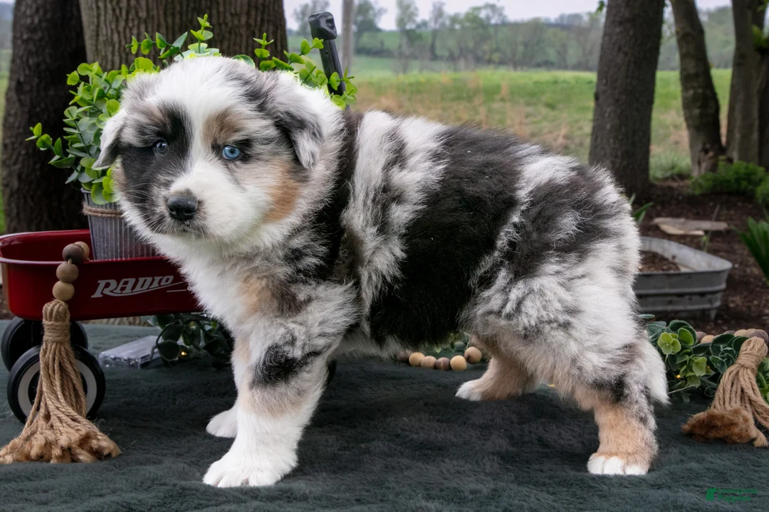 Australian Shepherd dogs for sale: Bandit - Ad 3