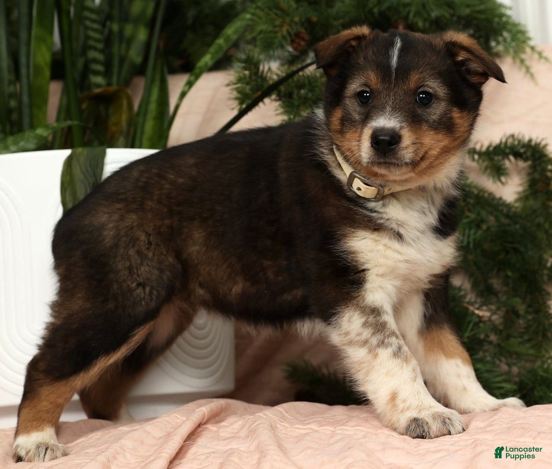 Australian Shepherd dogs for sale: Willow - Ad 5