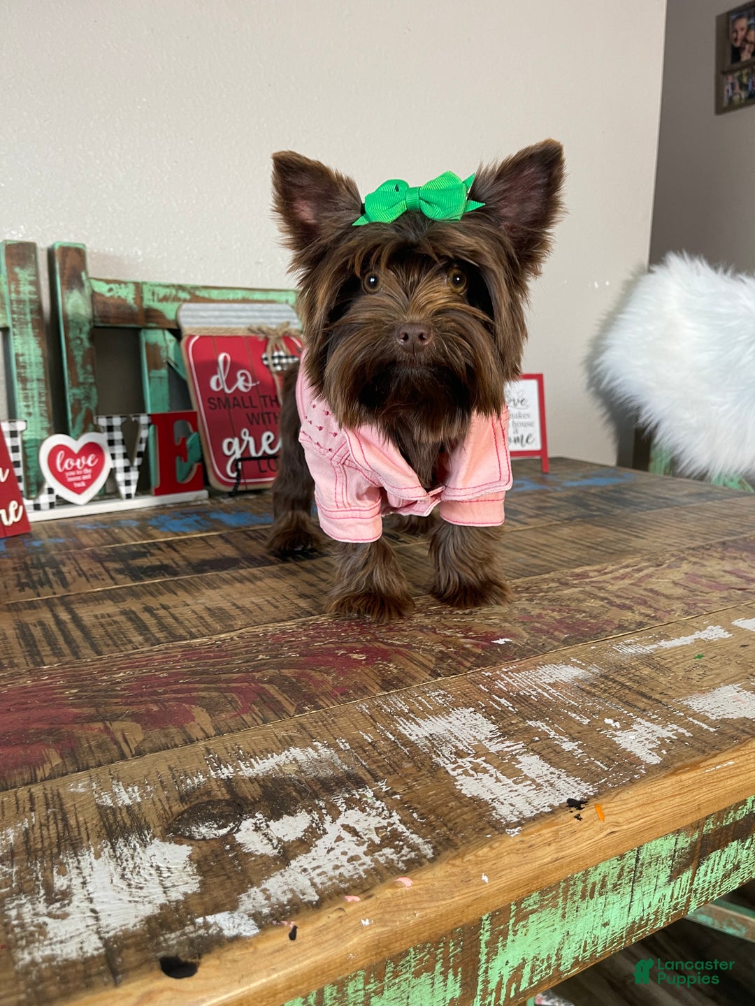 Yorkshire Terrier dogs for sale: Chocolate Coco - Ad 3