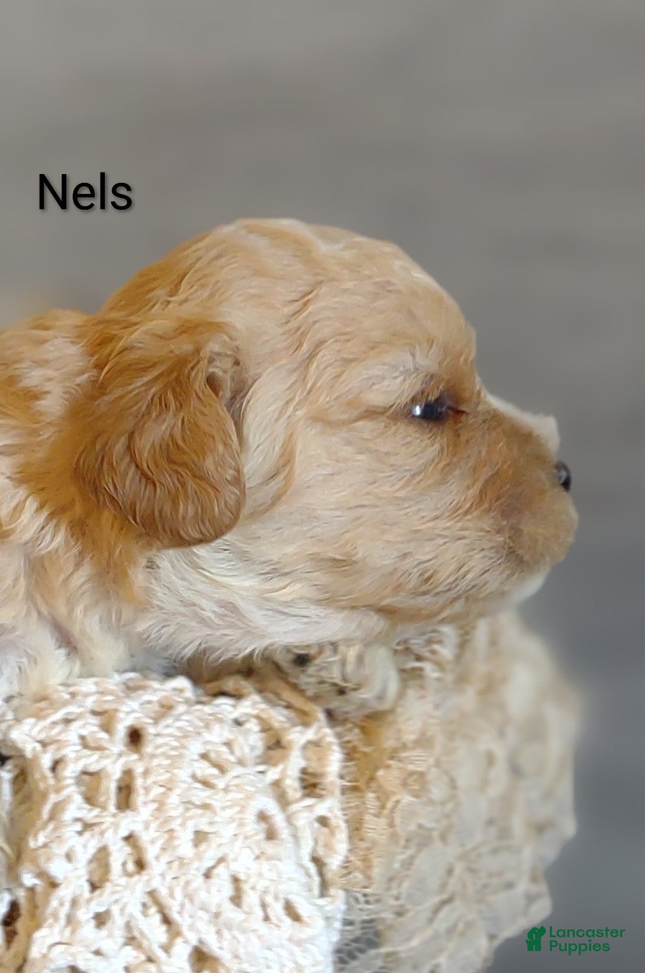 Cavachon dogs Cavachon Puppy 3 Nels  - Ad 2