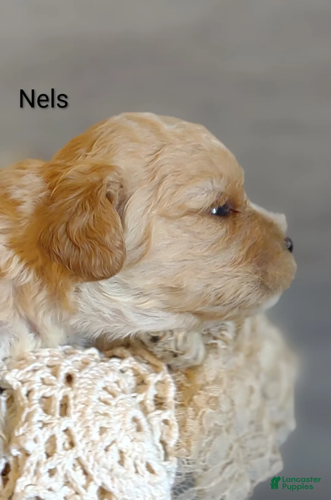 Cavachon dogs for sale: Cavachon Puppy 3 Nels  - Ad 2