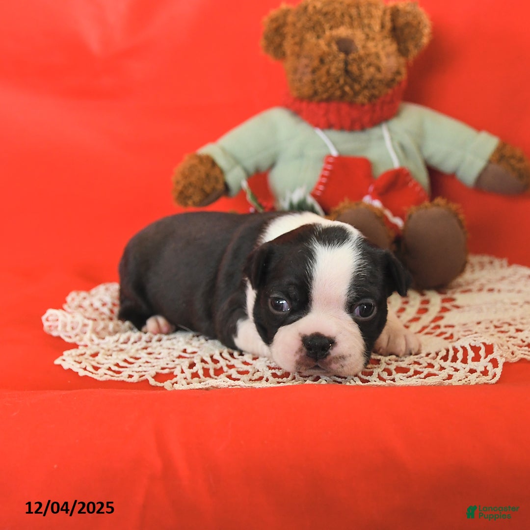 Boston Terrier dogs for sale: Prancer - Ad 1