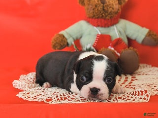 Boston Terrier dogs Prancer - Ad 25