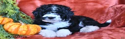 Bernedoodle dogs for sale: Bubbles  - Ad 1