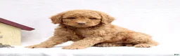 Mini Goldendoodle dogs for sale: Loki  - Ad 3