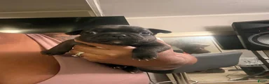 French Bulldog 3