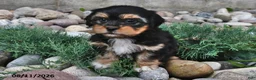 Shorkie dogs for sale: Shelli - Ad 4