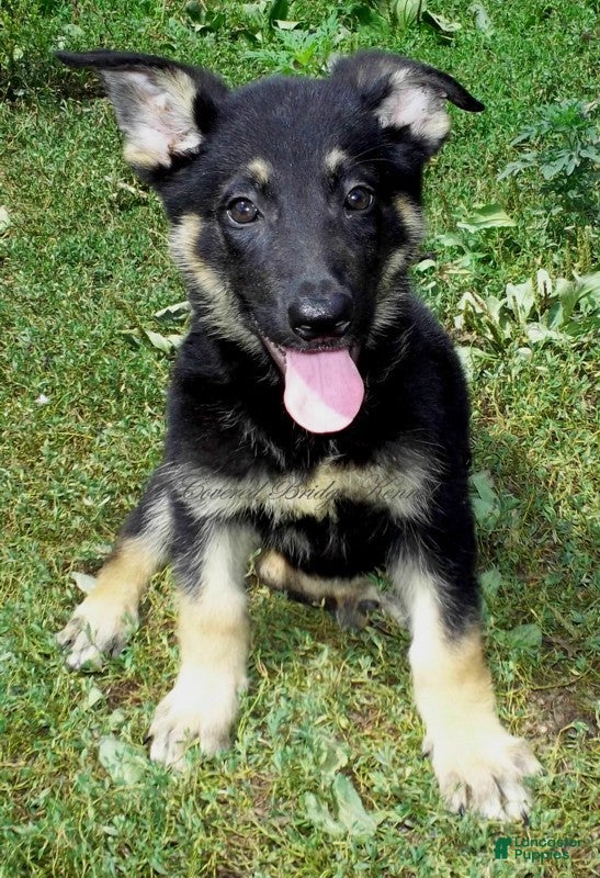 German Shepherd dogs Demi - Ad 14