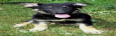 Demi