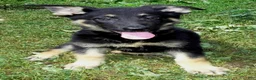 German Shepherd dogs for sale: Demi - Ad 1