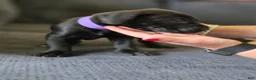 Mixed Breed dogs for sale: Purple - Ad 6