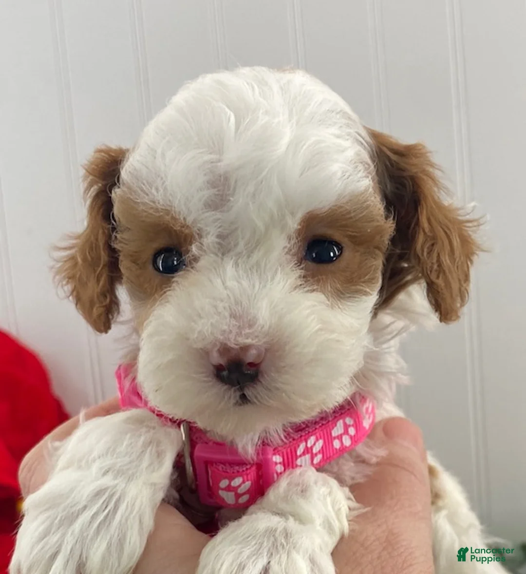 Toy Poodle dogs for sale: Kandy-tiny - Ad 5