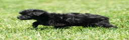 Yorkiepoo dogs for sale: Remy - Ad 8