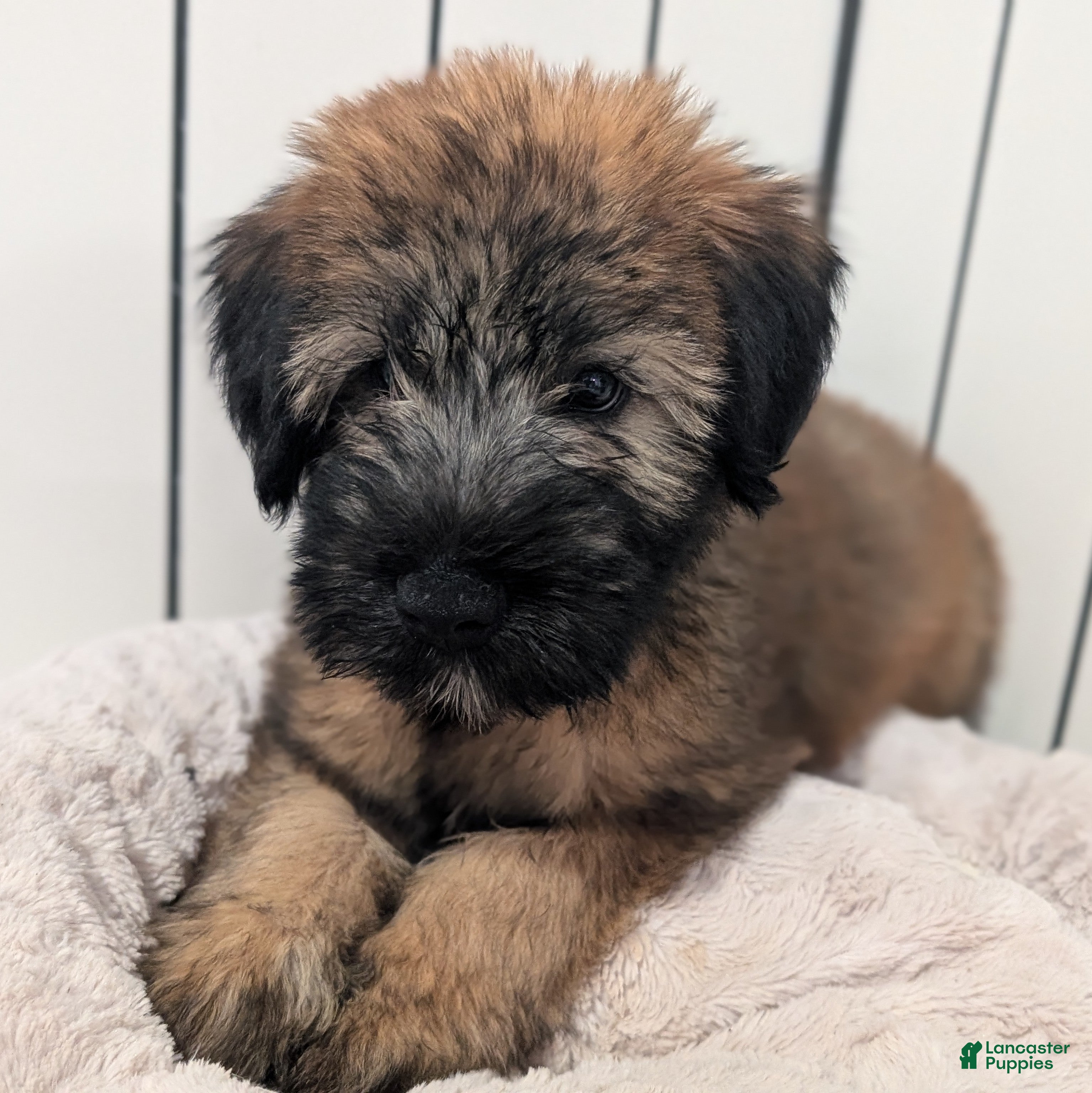 Soft Coated Wheaten Terrier dogs Silk - Ad 2