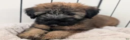 Soft Coated Wheaten Terrier dogs for sale: Silk - Ad 1