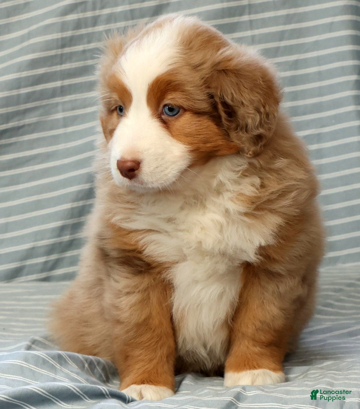 Australian Shepherd dogs for sale: Margie - Ad 9