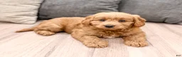 Mini Goldendoodle dogs for sale: Koda - Ad 4