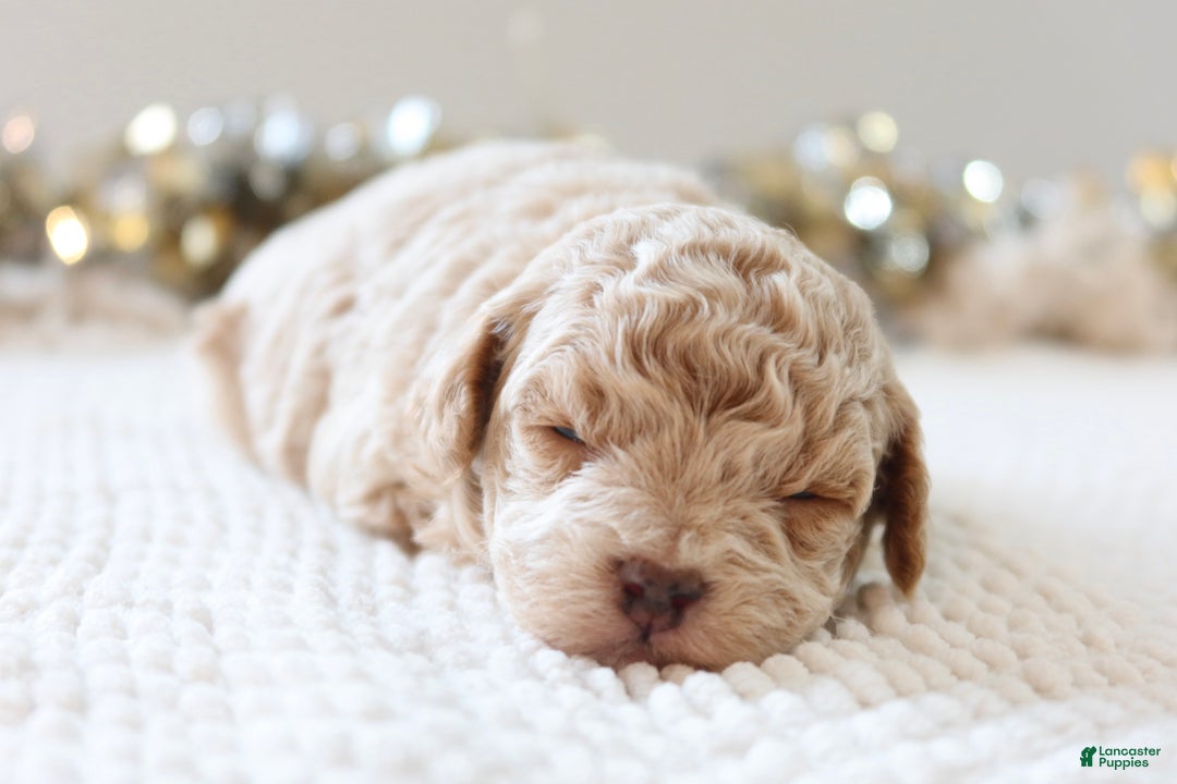 Toy Poodle dogs for sale: Jolly - Ad 1