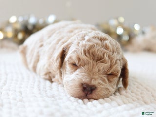 Toy Poodle dogs Jolly - Ad 11