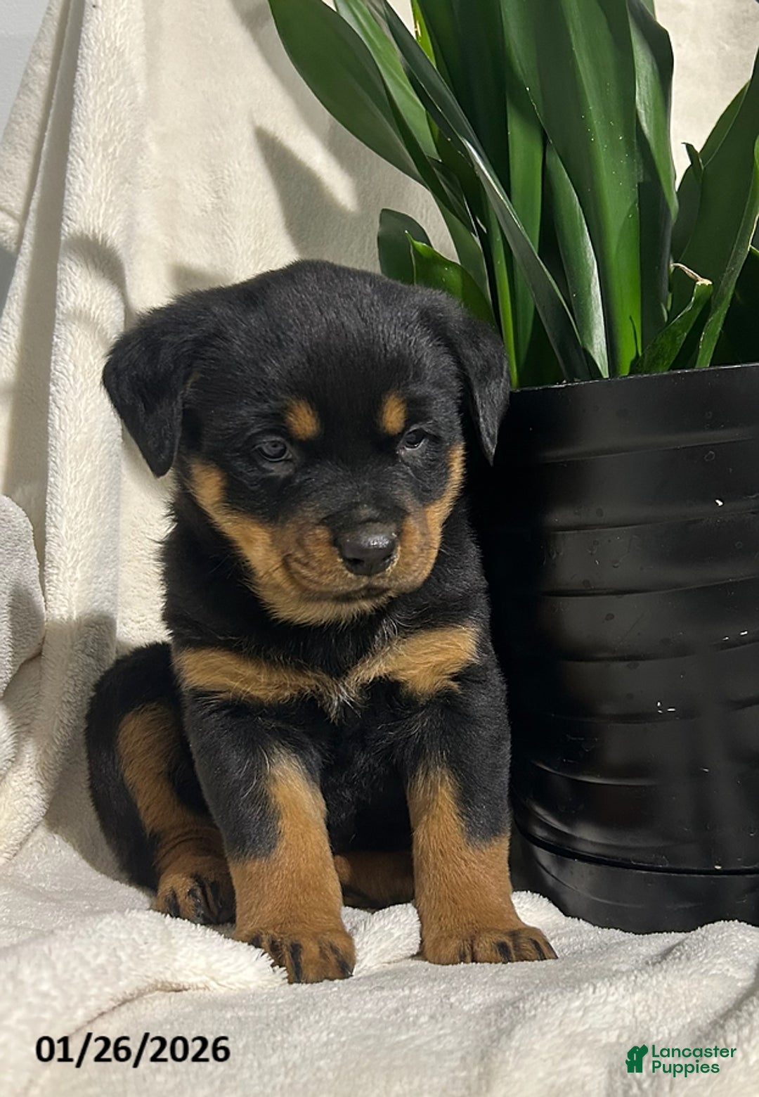 Rottweiler dogs for sale: Bailey - Ad 5