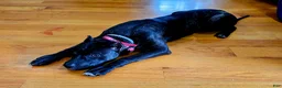 Presa Canario dogs for sale: Presa Canario Puppy 1 - Ad 7