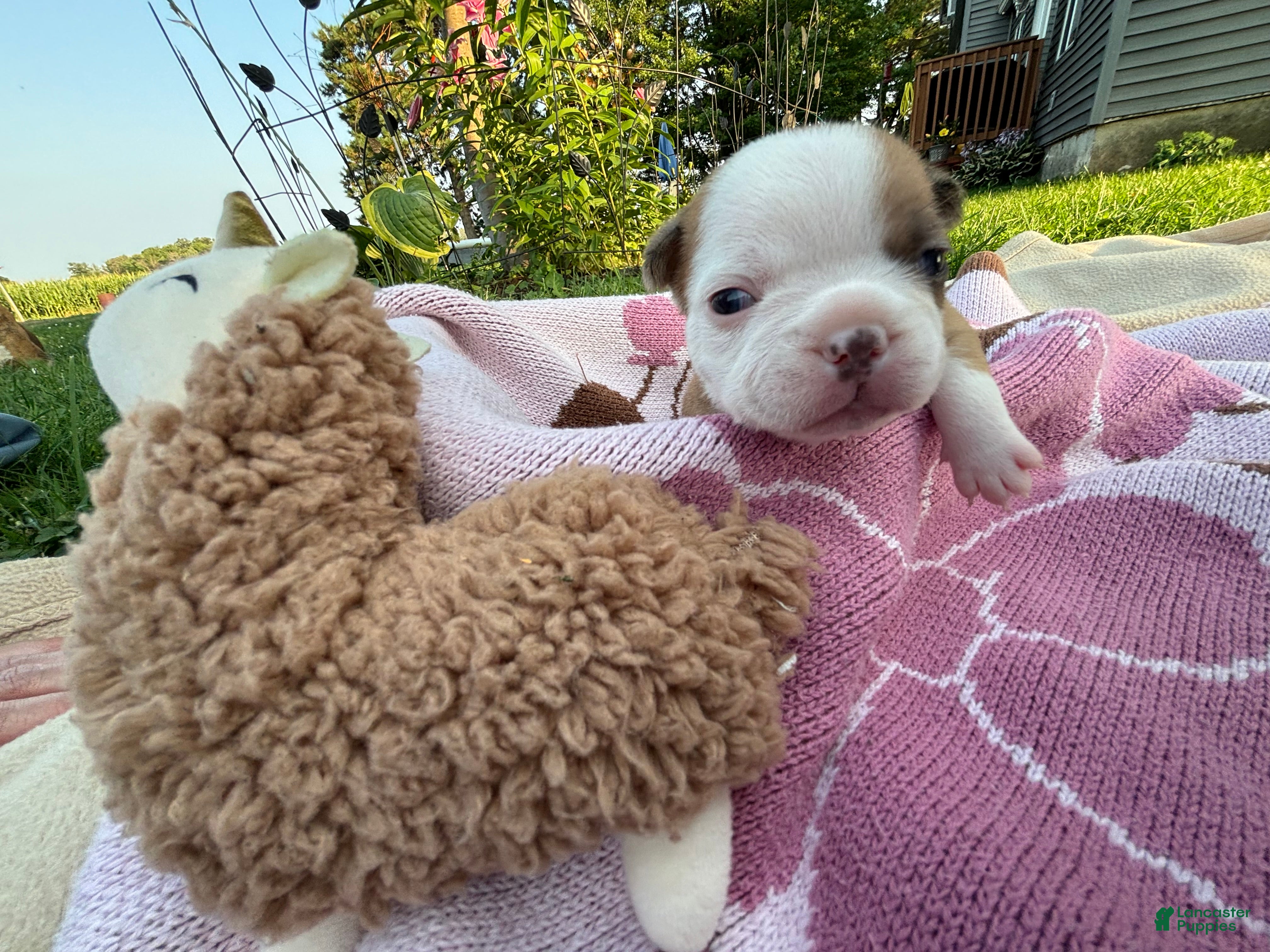 Frenchton dogs Twix - Ad 1