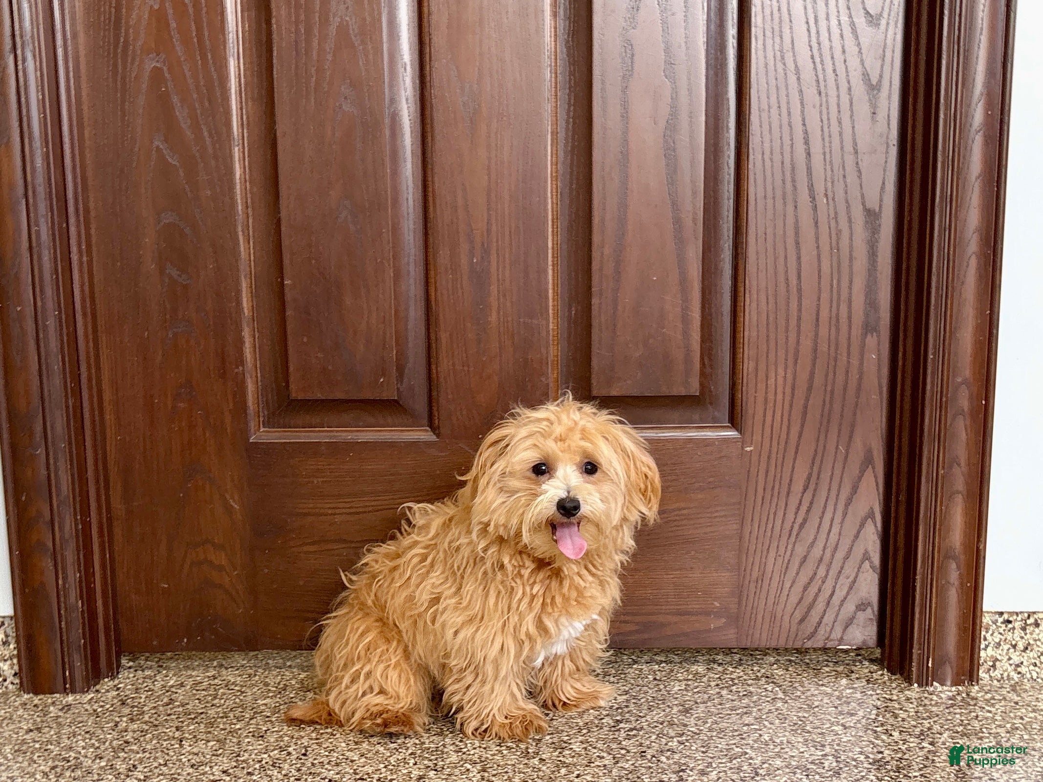 Maltipoo dogs Maltipoo Male Puppy 1 - Ad 2