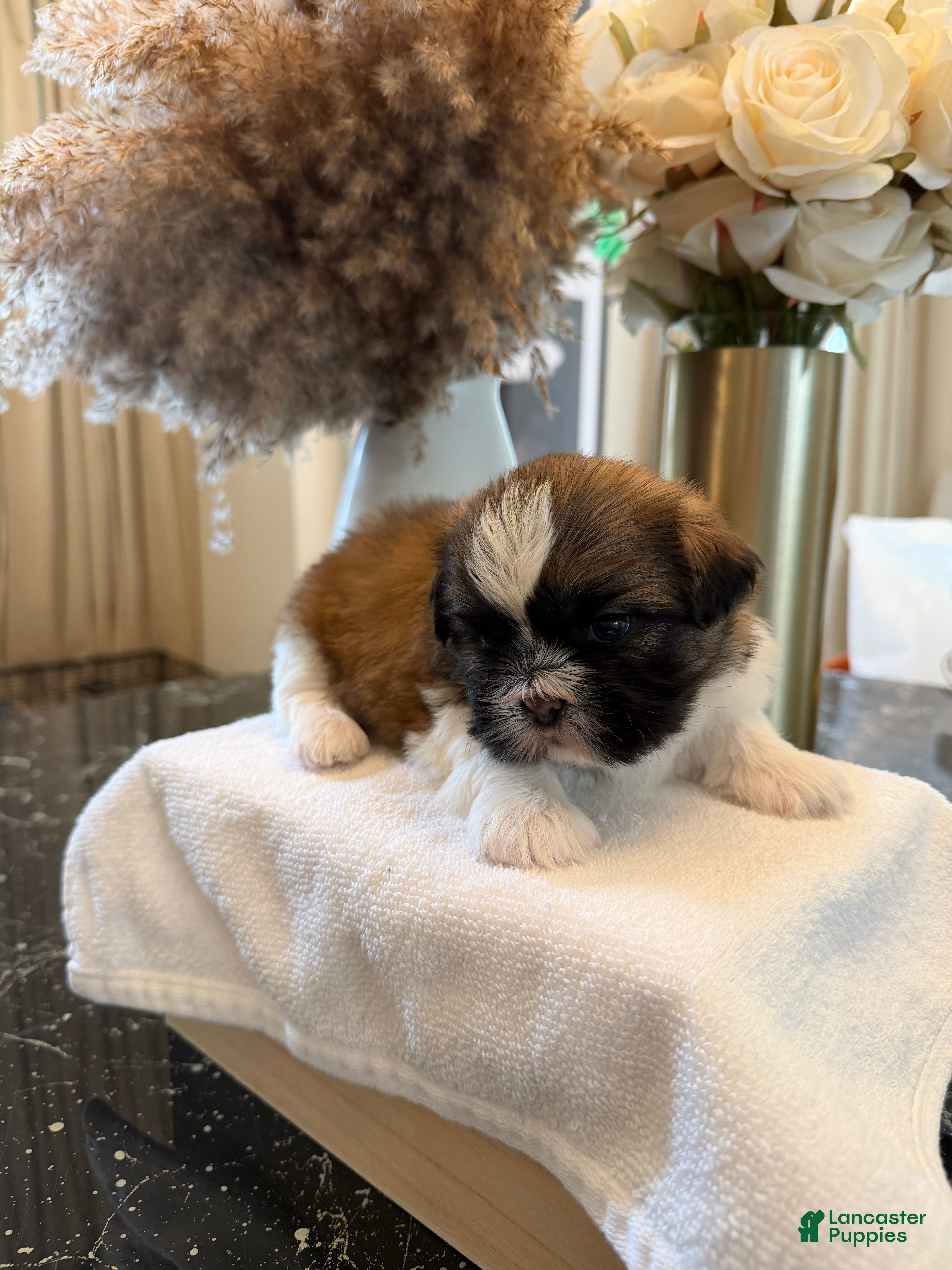 Shih Tzu dogs Sunshine ☀️ | Male - Price Negotiable - Ad 1
