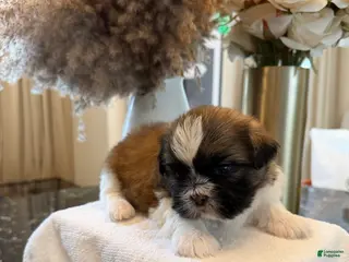 Shih Tzu dogs for sale: Sunshine âď¸ | Male - Price Negotiable - Ad 3