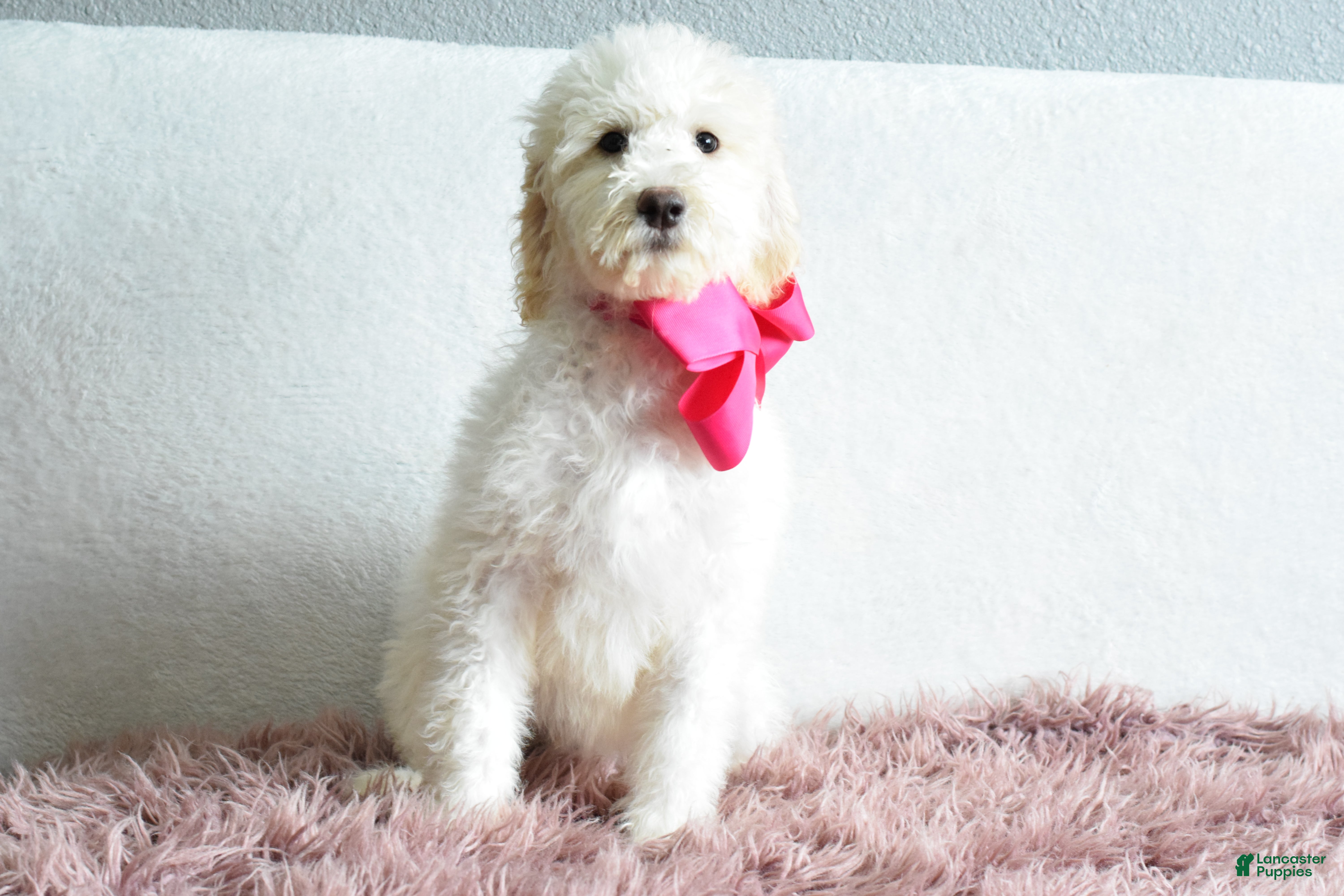 Goldendoodle dogs Goldendoodle Puppy 3 - Ad 1