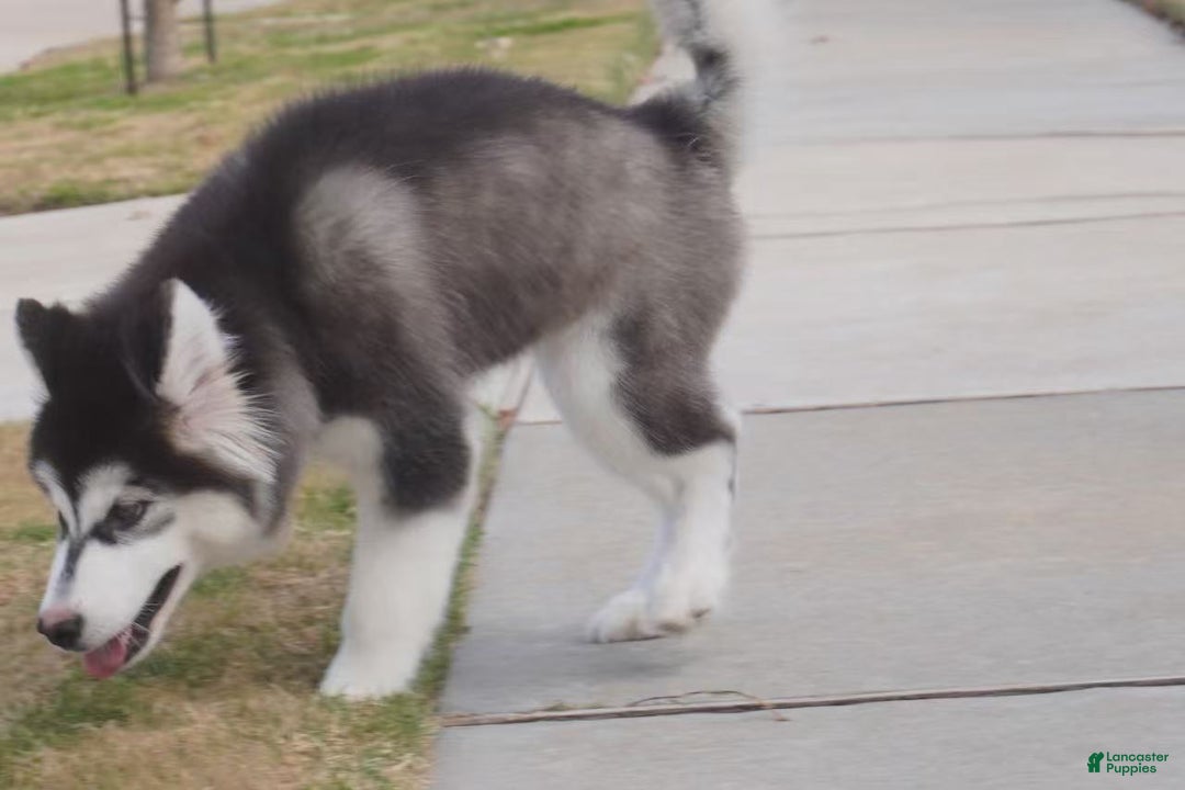 Alaskan Malamute dogs for sale: Xiao Cheng - Ad 19