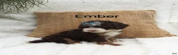 Mini Bernedoodle dogs for sale: Ember  - Ad 2