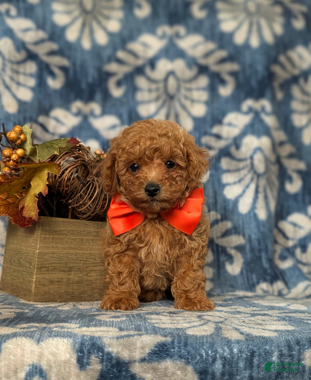 Toy Poodle dogs for sale: Vinny - Ad 2